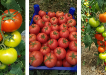 ÖTÜGEN TOHUM KALİTESİYLE BU DOMATESLER ÇOK KONUŞULACAK !!