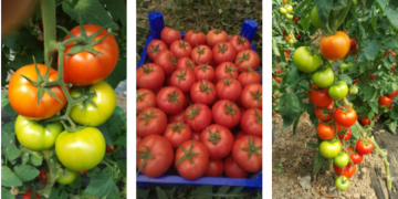 ÖTÜGEN TOHUM KALİTESİYLE BU DOMATESLER ÇOK KONUŞULACAK !!